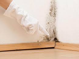 Mold Odor Removal Services in Riverside, NY